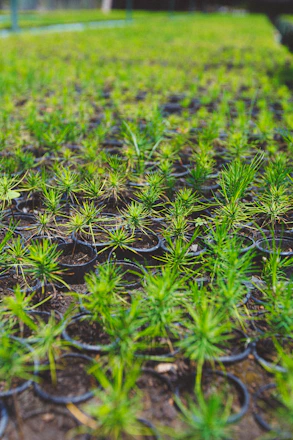 A vibrant nursery scene showing rows of healthy sandalwood and other plants ready for bulk shipment.