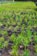 A large number of young green plants growing in individual small containers, arranged in rows on the ground. The scene is outdoors, with clear visibility of soil and vibrant greenery.