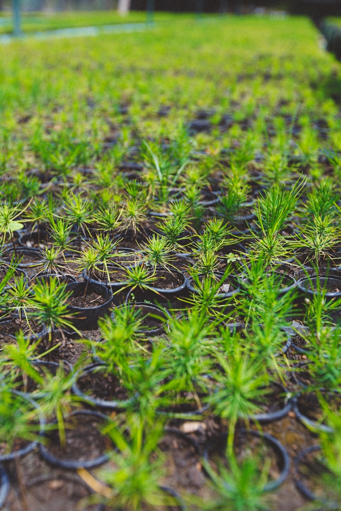 Nursery-Ready Aquilaria