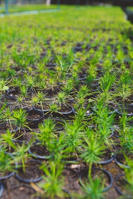 A large number of young green plants growing in individual small containers, arranged in rows on the ground. The scene is outdoors, with clear visibility of soil and vibrant greenery.