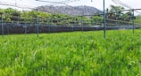 A lush green field with rows of plants stretches towards a backdrop of hills. Metal poles and structures span above the plants, possibly part of an irrigation or shading system. The scene is surrounded by trees and foliage, providing a natural and serene environment.