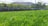 A lush green field with rows of plants stretches towards a backdrop of hills. Metal poles and structures span above the plants, possibly part of an irrigation or shading system. The scene is surrounded by trees and foliage, providing a natural and serene environment.