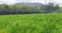 A lush green field with rows of plants stretches towards a backdrop of hills. Metal poles and structures span above the plants, possibly part of an irrigation or shading system. The scene is surrounded by trees and foliage, providing a natural and serene environment.