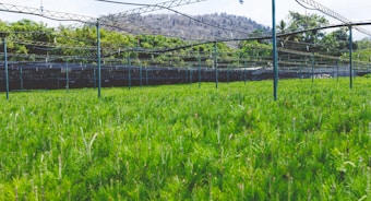 A lush green field with rows of plants stretches towards a backdrop of hills. Metal poles and structures span above the plants, possibly part of an irrigation or shading system. The scene is surrounded by trees and foliage, providing a natural and serene environment.