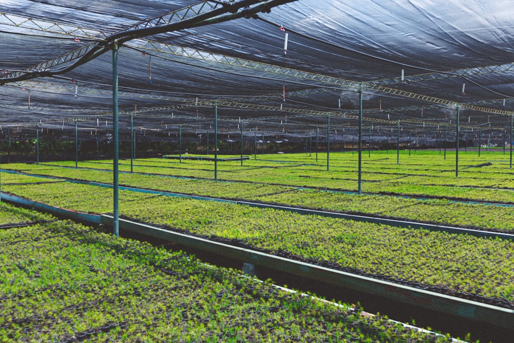 a large greenhouse filled with lots of green plants