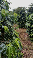 A vibrant tropical coffee farm bathed in warm morning light.