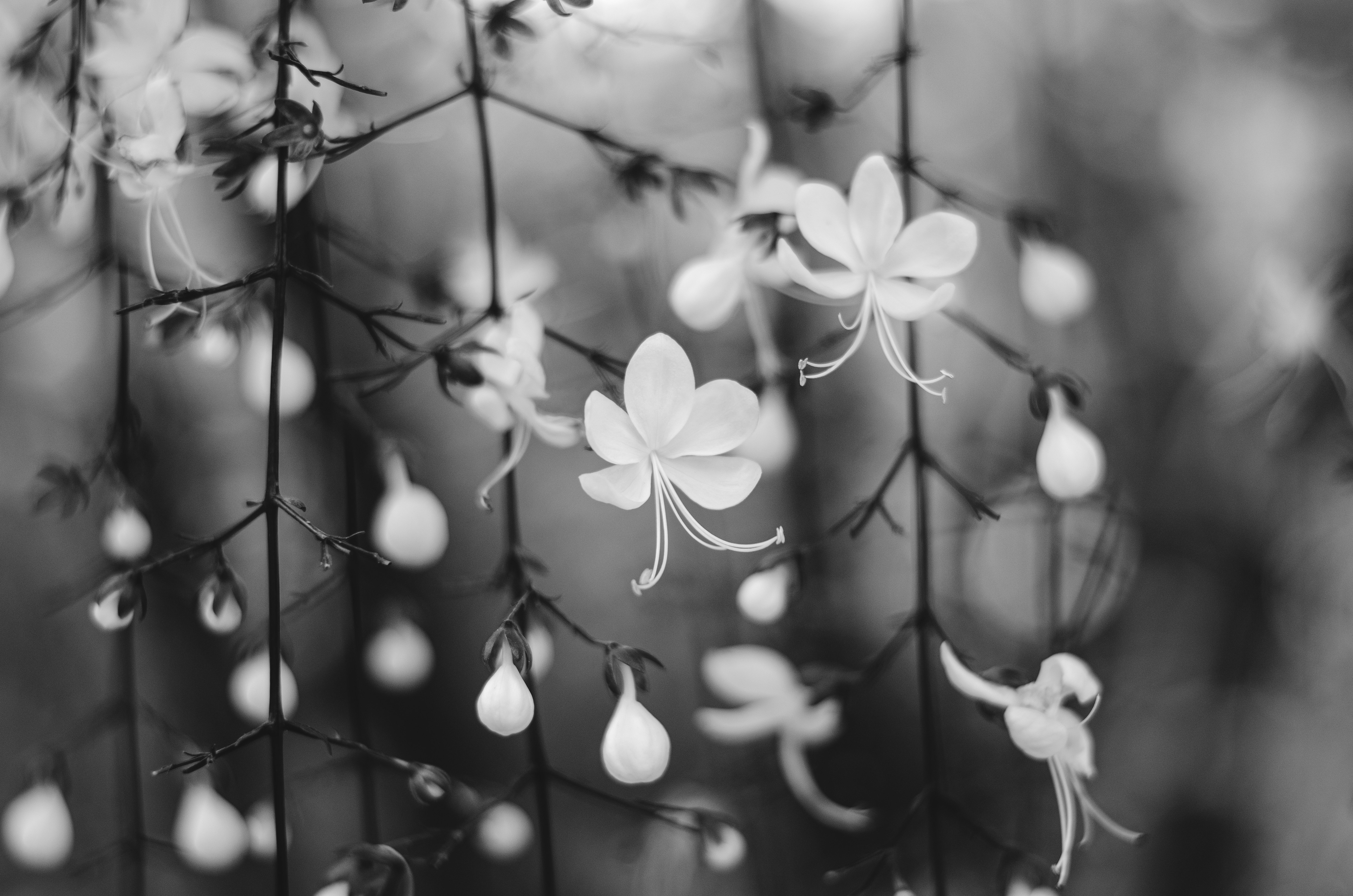 un bouquet de fleurs blanches suspendues à un fil de fer