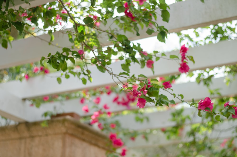 a bunch of pink flowers hanging from a ceiling