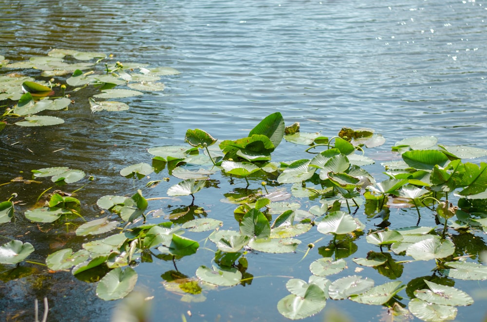a body of water with lily pads floating on top of it