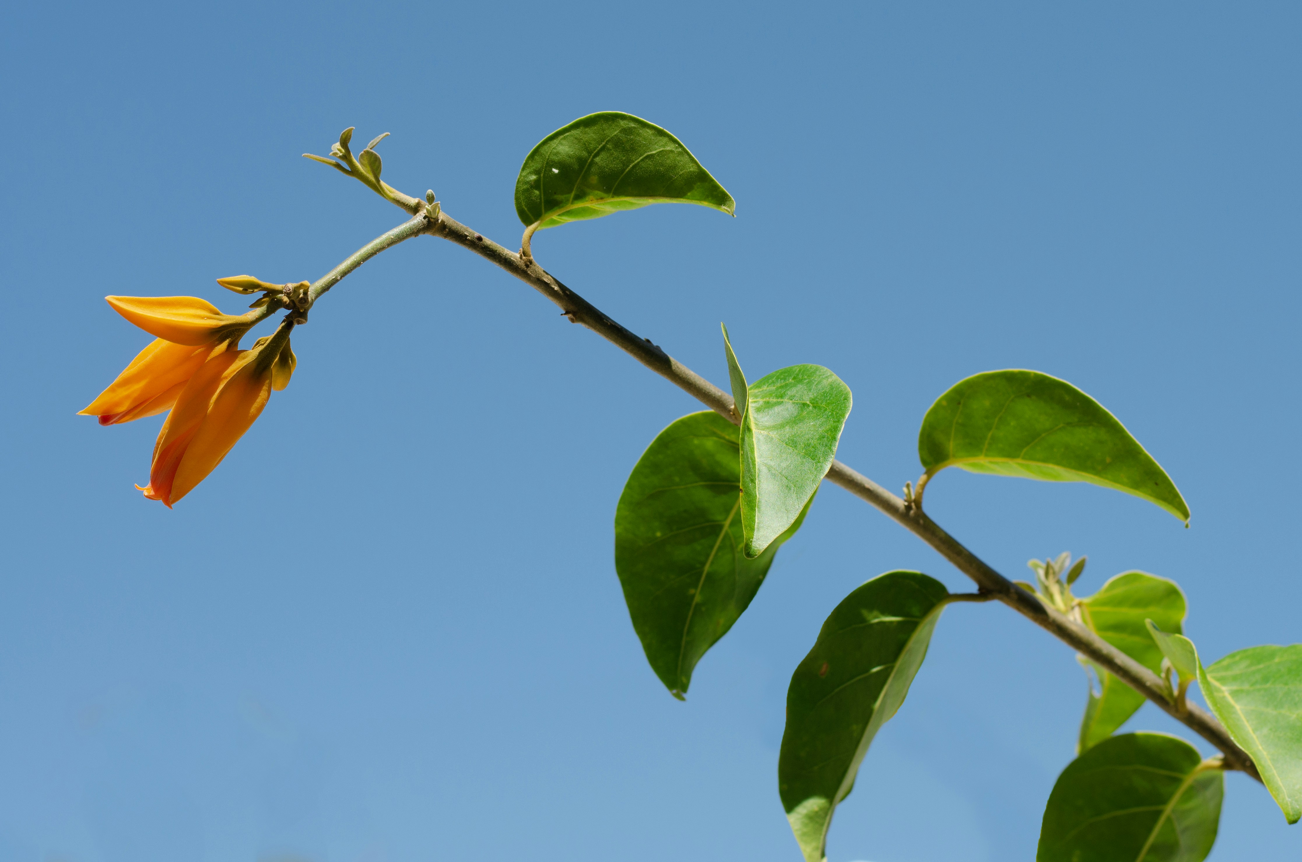 une fleur sur une branche d’arbre avec un ciel bleu en arrière-plan