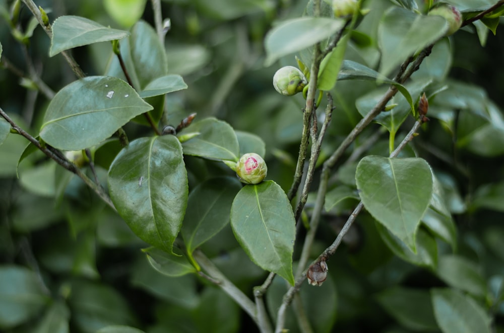 a close up of a tree with leaves and a flower