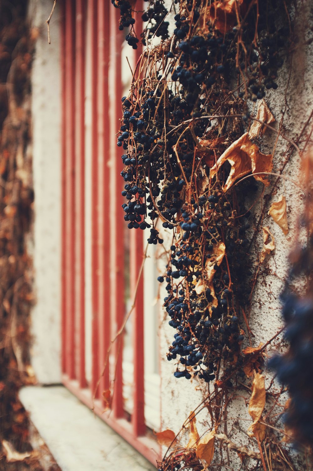 a bunch of grapes hanging from the side of a building