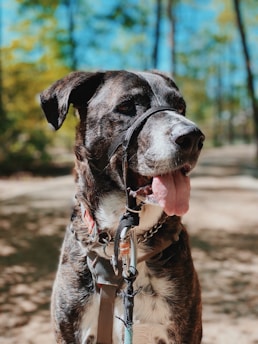 Close-up of a dog wearing a muzzle calmly during a training session outdoors.