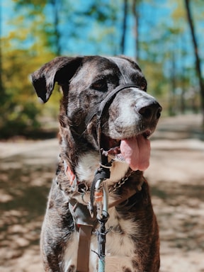 A friendly dog trainer gently guiding a happy dog on a leash in a bright training space.