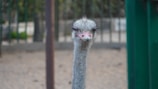 An ostrich with a long neck is prominently displayed in the foreground. Its small head is framed by large eyes and a slightly open beak. The background consists of blurry fences and trees, indicating a zoo or enclosed environment.