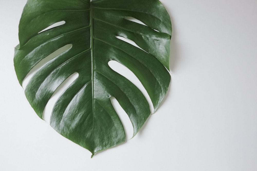 a large green leaf on a white background