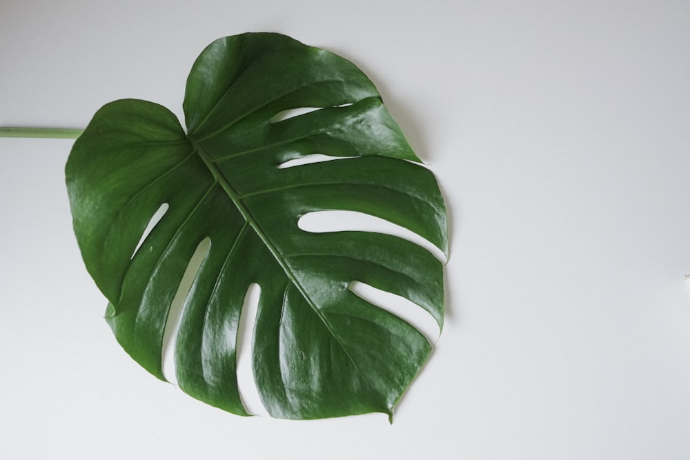 a large green leaf sitting on top of a white table