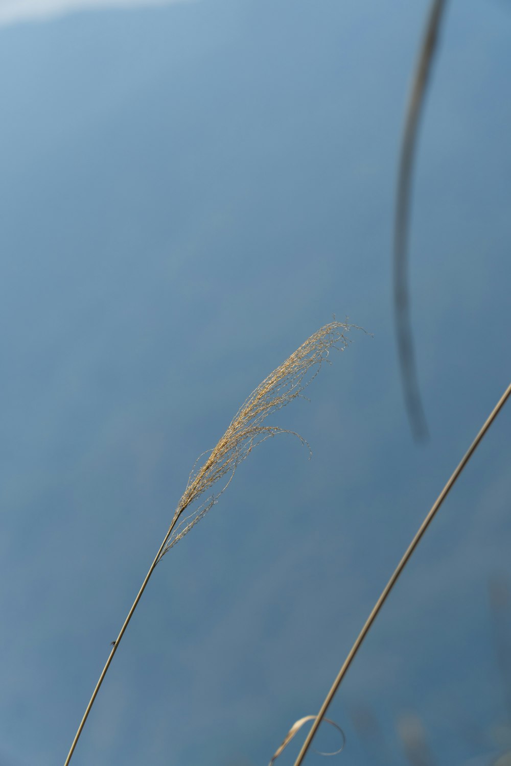 a close up of a plant with water in the background