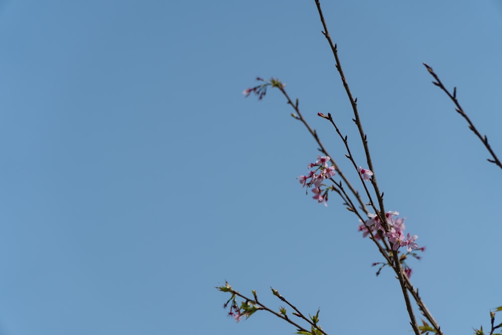 a tree branch with pink flowers against a blue sky