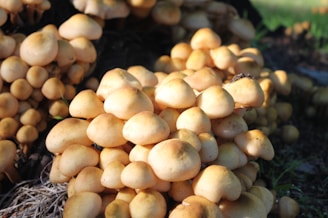 A large cluster of mushrooms with rounded caps and a smooth texture grows densely on what appears to be a forest floor. The mushrooms are packed closely together, occupying the left side of the image, while sunlight illuminates them, casting gentle shadows.