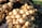 A large cluster of mushrooms with rounded caps and a smooth texture grows densely on what appears to be a forest floor. The mushrooms are packed closely together, occupying the left side of the image, while sunlight illuminates them, casting gentle shadows.