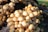 A large cluster of mushrooms with rounded caps and a smooth texture grows densely on what appears to be a forest floor. The mushrooms are packed closely together, occupying the left side of the image, while sunlight illuminates them, casting gentle shadows.