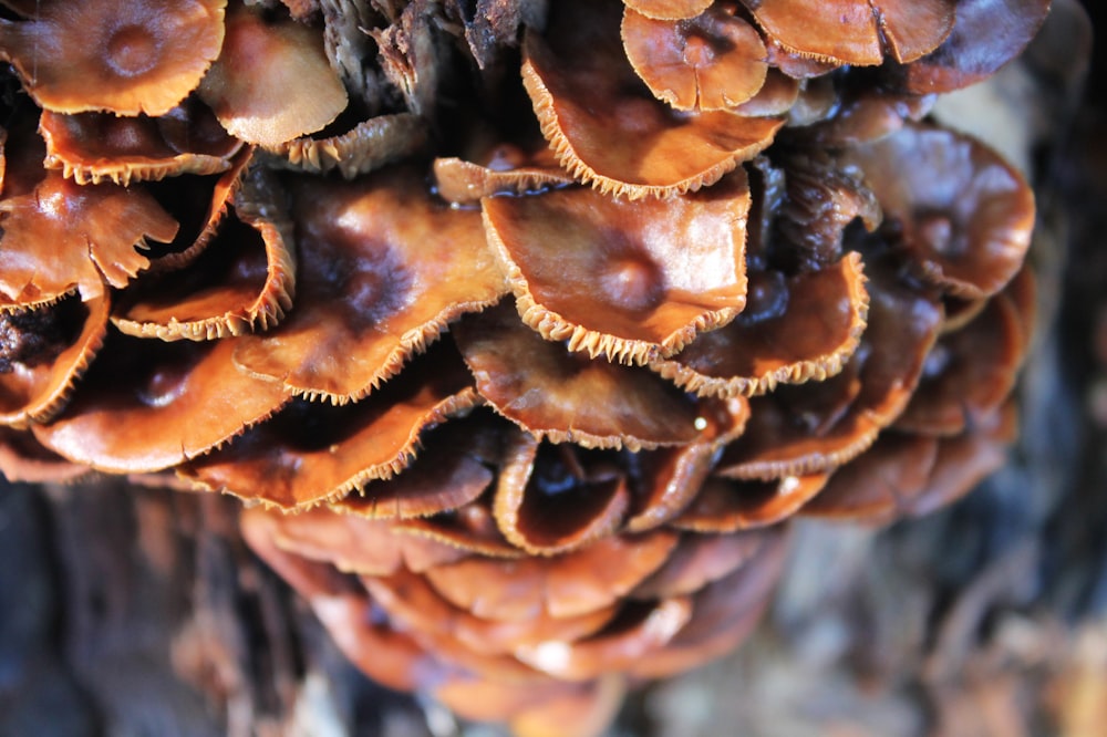 a close up of a bunch of mushrooms on a tree