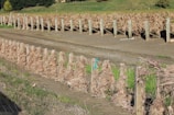 A vineyard with dried, browning grapevines lined up in neatly ordered rows supported by wooden posts. The ground appears dry and there’s a combination of grass and tilled earth. Trees and a hill can be seen in the background, indicating a rural setting.