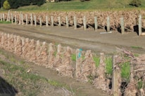 A vineyard with dried, browning grapevines lined up in neatly ordered rows supported by wooden posts. The ground appears dry and there’s a combination of grass and tilled earth. Trees and a hill can be seen in the background, indicating a rural setting.