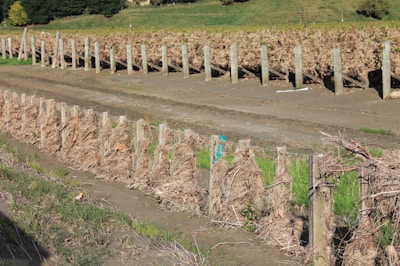 A vineyard with dried, browning grapevines lined up in neatly ordered rows supported by wooden posts. The ground appears dry and there’s a combination of grass and tilled earth. Trees and a hill can be seen in the background, indicating a rural setting.