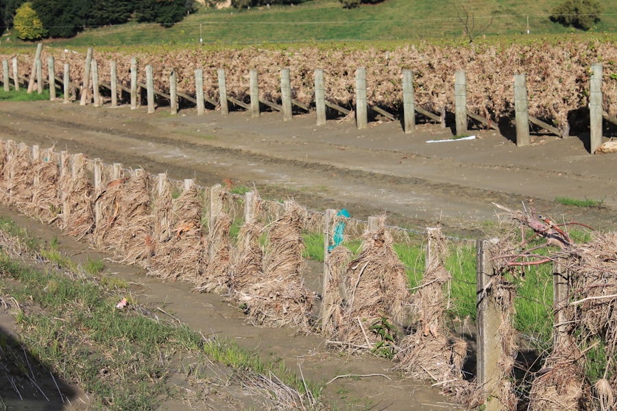 霍克灣葡萄酒產區的葡萄園