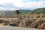 A landscape featuring a rugged, mountainous terrain with a dense covering of green trees. In the foreground, there is a cleared area with uprooted branches and debris. This suggests land clearing or aftermath of natural events, with a single tall tree standing prominently against a backdrop of rolling hills and a partly cloudy sky.