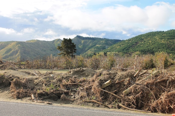 A landscape featuring a rugged, mountainous terrain with a dense covering of green trees. In the foreground, there is a cleared area with uprooted branches and debris. This suggests land clearing or aftermath of natural events, with a single tall tree standing prominently against a backdrop of rolling hills and a partly cloudy sky.