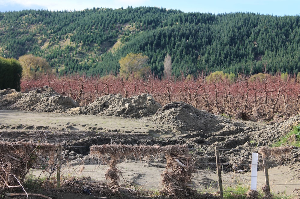 a large pile of dirt next to a forest