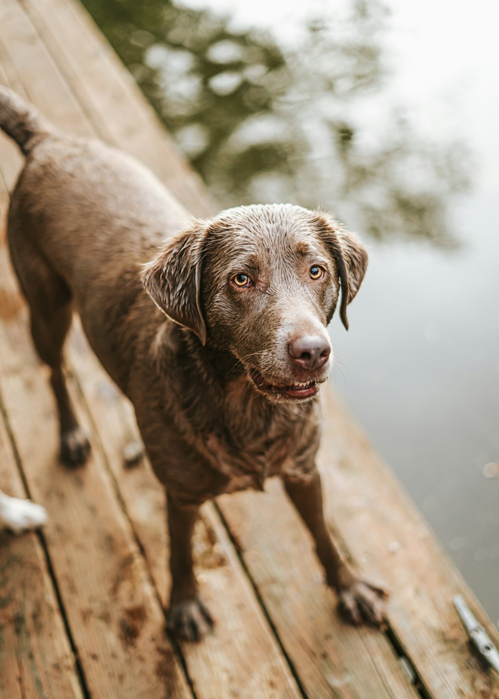a brown dog standing on top of a wooden dock