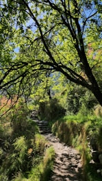 A serene path winding through a lush forest symbolizing a healing journey.