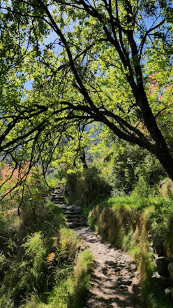 A serene pathway through a forest symbolizing a spiritual activation journey.