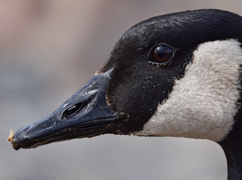 a close up of a black and white duck's head