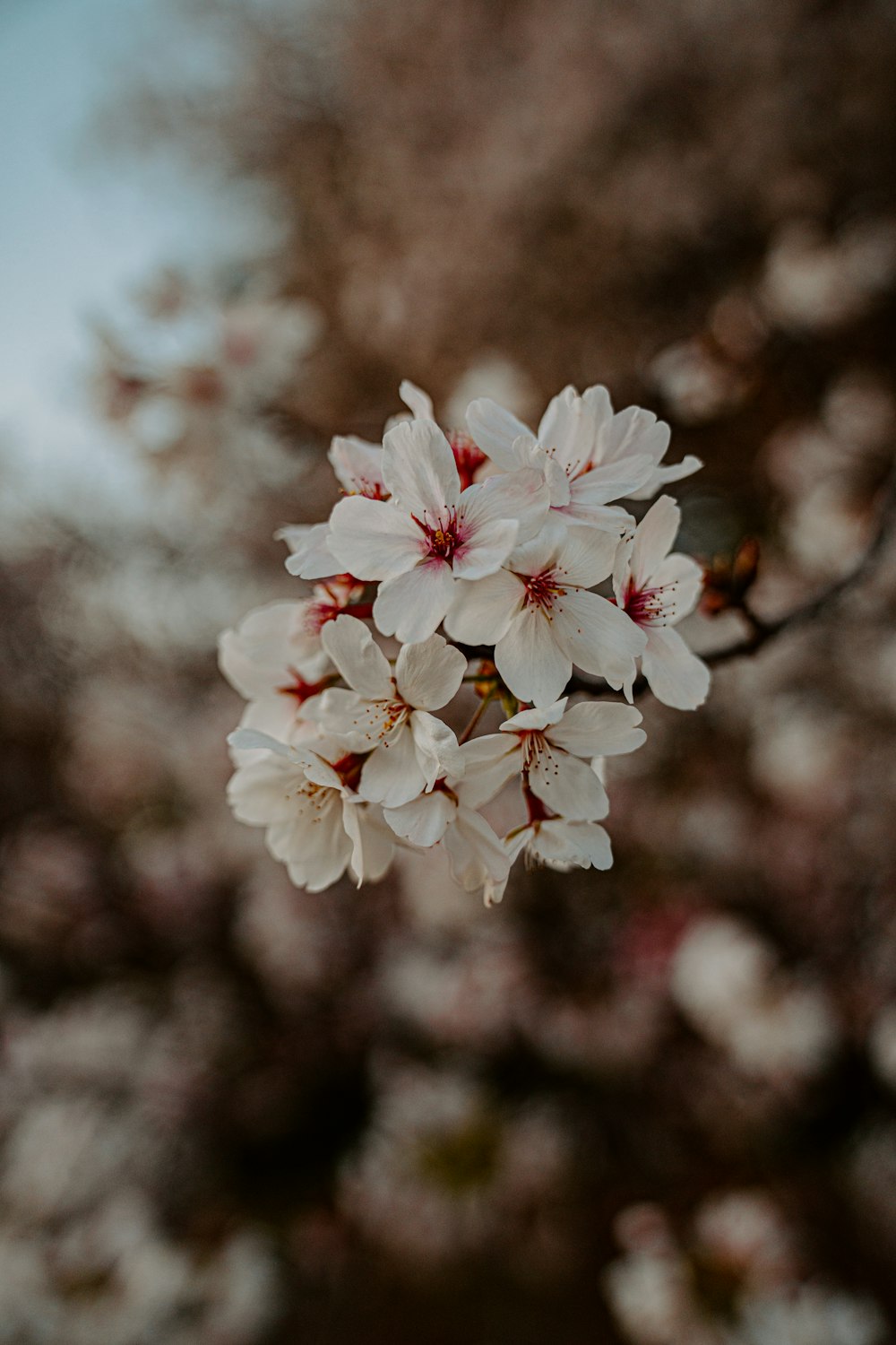 un ramo de flores que están en un árbol