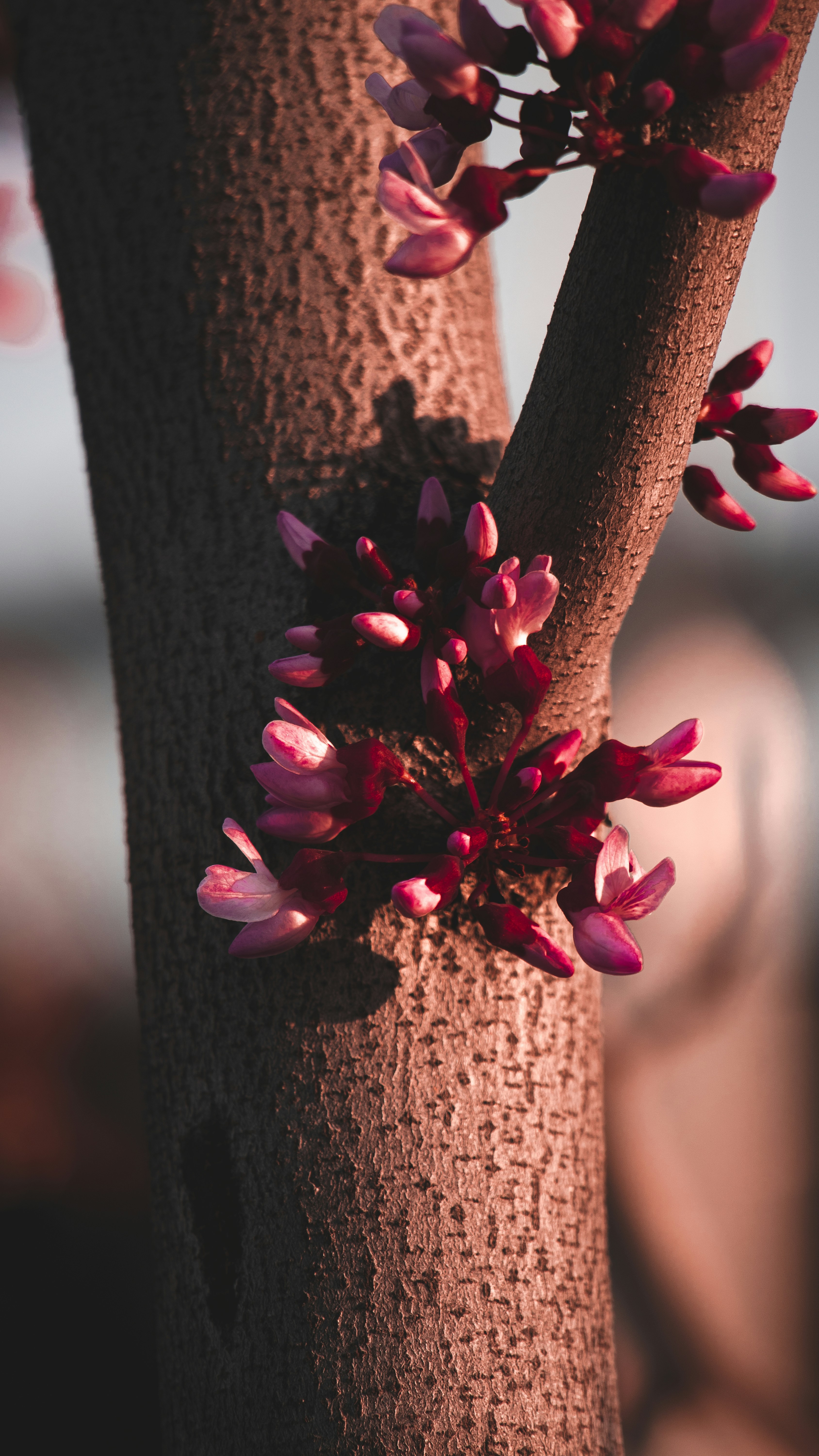 A close up of a tree with pink flowers photo – Free Plant Image on Unsplash