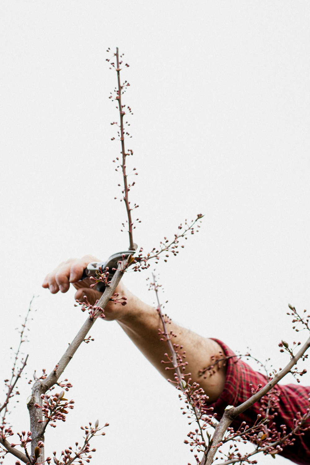 a man reaching up into a tree to grab a frisbee