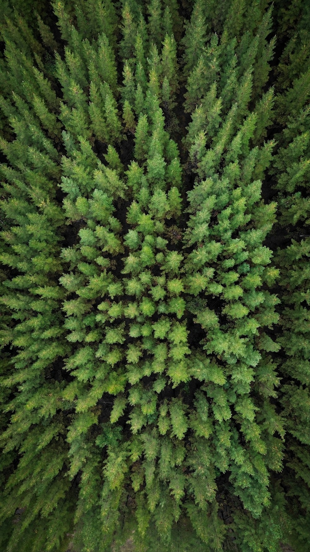 an aerial view of a forest with lots of trees