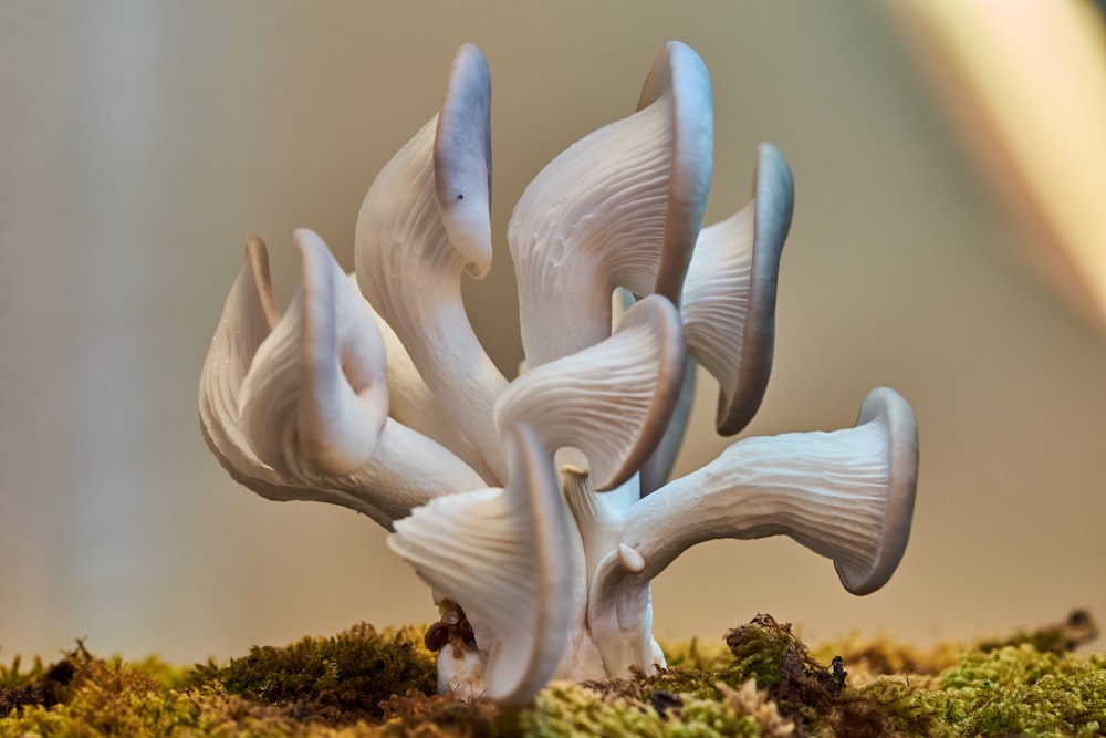 a group of white mushrooms sitting on top of a moss covered ground