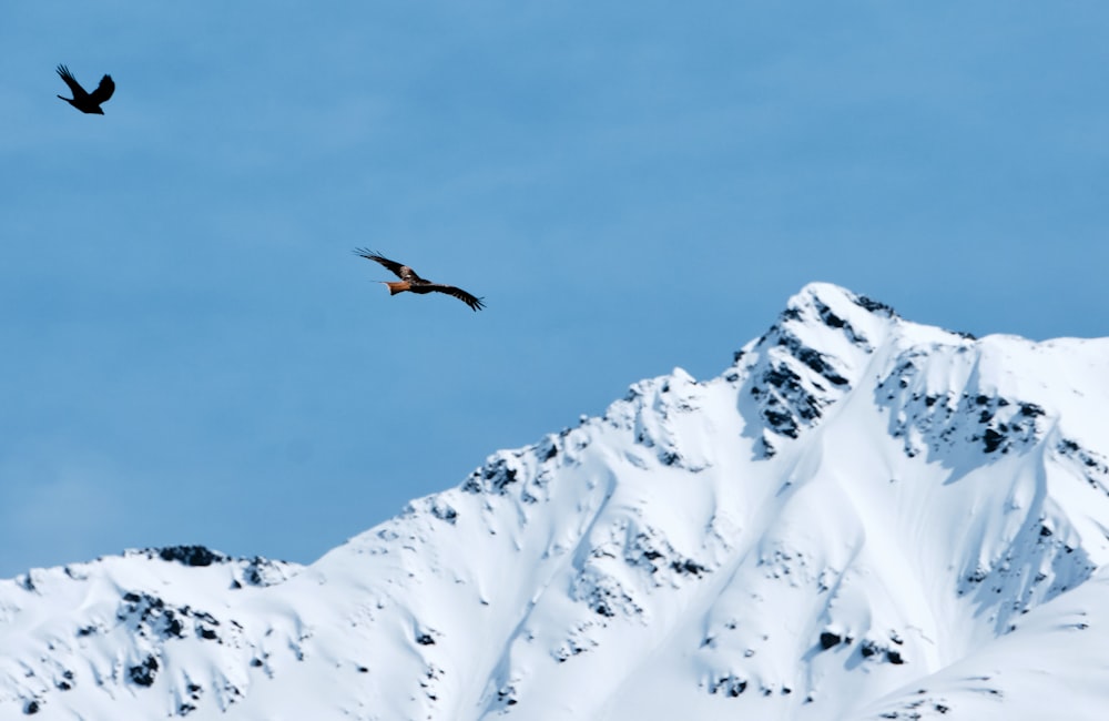 two birds flying over a snow covered mountain