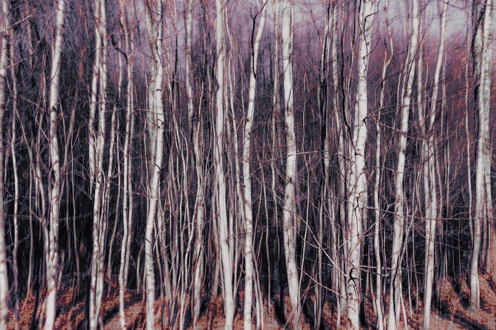 a forest filled with lots of tall white trees