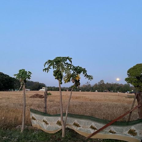 Snapshot of the GMO papaya plants growing in a sunny field in Yucatán.