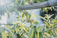 A serene scene of fruits with gentle mist highlighting their freshness.
