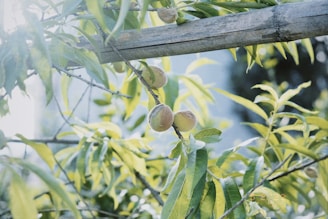 A serene scene of fruits with gentle mist highlighting their freshness.