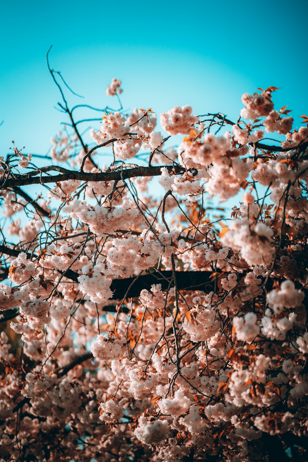 a tree filled with lots of pink flowers