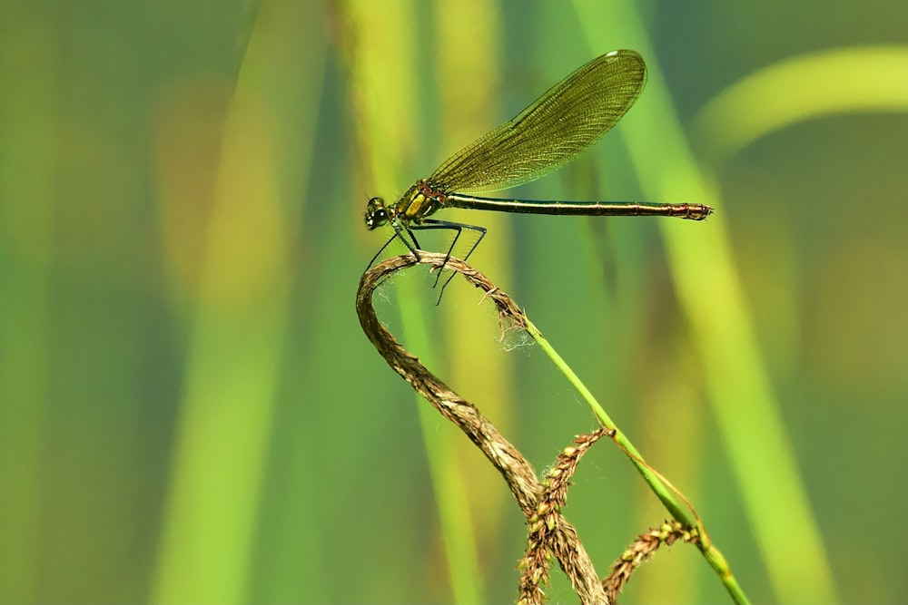 a green dragonfly sitting on top of a plant
